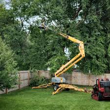 Best Tree Health Inspection  in Luray, VA