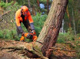 Reliable Luray, VA  Tree Services Solutions