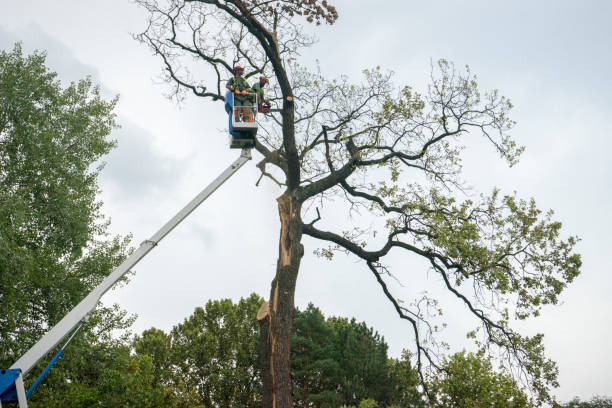 Best Tree and Shrub Care  in Luray, VA