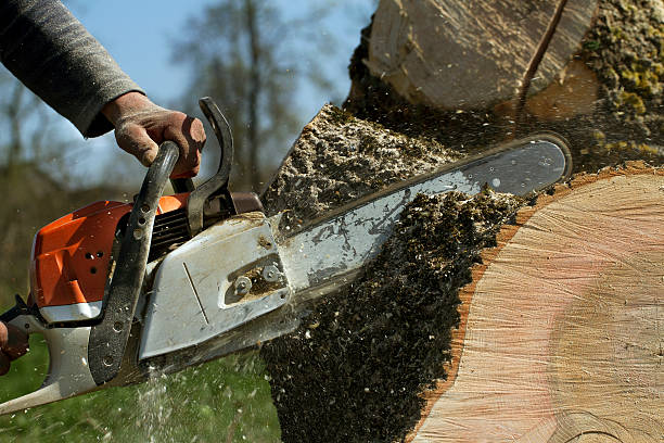 Why Choose Our Tree Removal Services in Luray, VA?